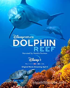 Dolphin Reef 2018 Filmi Turkce Dublaj Full izle