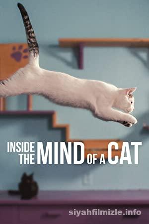 Inside the Mind of a Cat 2022 Turkce Altyazili Filmi 4k izle