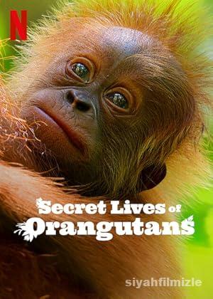 Orangutanlarin Gizli Yasami izle